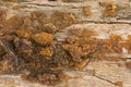 Background texture photo of petrified ancient wood changing into Royalty Free Stock Photo