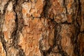 Background texture. Pine bark. In the forest at sunset. Royalty Free Stock Photo