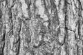 Background, texture pine bark Royalty Free Stock Photo
