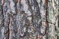 Background, texture pine bark Royalty Free Stock Photo