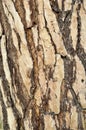 Background texture pine bark Royalty Free Stock Photo