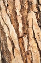 Background texture pine bark Royalty Free Stock Photo