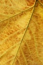 Background with texture of platan leaf Royalty Free Stock Photo