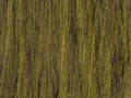 Background, texture. pliant branches of willow Royalty Free Stock Photo