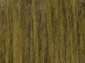 Background, texture. pliant branches of willow