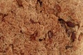 Background texture of a porous brown bread Royalty Free Stock Photo