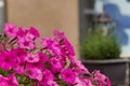 Background texture purple Petunia on the old street. Annual summer flowers close-up for balconies or vases on streets, flower beds Royalty Free Stock Photo