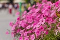 Background texture purple Petunia on the old street. Annual summer flowers close-up for balconies or vases on streets, flower beds Royalty Free Stock Photo