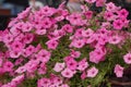 Background texture purple Petunia on the old street. Annual summer flowers close-up for balconies or vases on streets Royalty Free Stock Photo