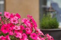 Background texture purple Petunia on the old street. Annual summer flowers close-up for balconies or vases on streets, flower beds Royalty Free Stock Photo