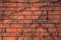 The background and texture of the red brick wall, with dry creeping vines Royalty Free Stock Photo