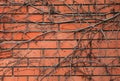 The Background And Texture Of The Red Brick Wall, With Dry Creeping Vines