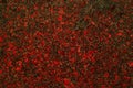 Background, texture - red-gray granite Royalty Free Stock Photo