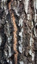 Background - relief bark of old birch with moss