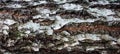 Background - relief bark of old birch with moss