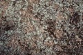 Background texture rock stone with moss Royalty Free Stock Photo