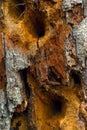 Background, texture - rotten wood with holes made by woodpeckers