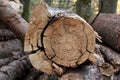 Background texture of a round cut of wood with deep cracks in the spring forest. Slivers. Cut down trees. Wooden logs and wood Royalty Free Stock Photo