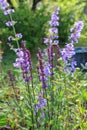 Background or Texture of Salvia nemorosa `Caradonna` Balkan Clary , Nepeta fassenii `Six Hills Giant`, snapdragon Royalty Free Stock Photo