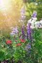 Background or Texture of Salvia nemorosa `Caradonna` Balkan Clary , Nepeta fassenii `Six Hills Giant`, snapdragon Royalty Free Stock Photo