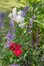 Background or Texture of Salvia nemorosa `Caradonna` Balkan Clary , Nepeta fassenii `Six Hills Giant`, snapdragon Royalty Free Stock Photo