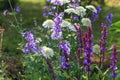 Background or Texture of Salvia nemorosa `Caradonna` Balkan Clary , Nepeta fassenii `Six Hills Giant`, snapdragon Royalty Free Stock Photo