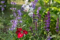 Background or Texture of Salvia nemorosa `Caradonna` Balkan Clary , Nepeta fassenii `Six Hills Giant`, snapdragon Royalty Free Stock Photo