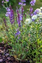 Background or Texture of Salvia nemorosa `Caradonna` Balkan Clary , Nepeta fassenii `Six Hills Giant`, snapdragon Royalty Free Stock Photo