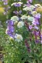 Background or Texture of Salvia nemorosa `Caradonna` Balkan Clary , Nepeta fassenii `Six Hills Giant`, snapdragon Royalty Free Stock Photo