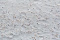 Background with a texture of sand gray shells and with traces of birds on the seashore. Concept background, texture.