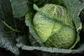 Background and texture of savoy cabbage growing in the field. The green leaves are covered with water droplets Royalty Free Stock Photo