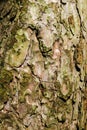 Background texture of scots pine bark in Springtime Royalty Free Stock Photo