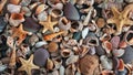 Background and texture of seashells and stones. Panorama. Banner. Royalty Free Stock Photo