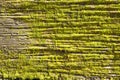 Background texture of seaweed on wooden groyne on the English coast of Walton Royalty Free Stock Photo