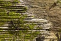 Background texture of seaweed on wooden groyne on the English coast of Walton Royalty Free Stock Photo