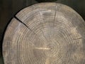 Background texture: sectional oak log. Cut the structure of a tree trunk. Sawn oak, circles of life Royalty Free Stock Photo