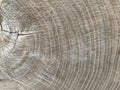 Background texture: sectional oak log. The structure of the sawn tree trunk. Oak stump, circles of life Royalty Free Stock Photo