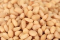 Background texture of shelled pine nuts. Royalty Free Stock Photo