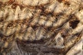 Background texture. Side view of a brown palm trunk texture. Royalty Free Stock Photo
