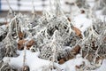 Background and texture of silver moss in the snow. Macro. plants dried flowers winter Royalty Free Stock Photo