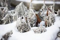 Background and texture of silver moss in the snow. Macro. plants dried flowers winter Royalty Free Stock Photo