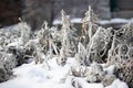 Background and texture of silver moss in the snow. Macro. plants dried flowers winter Royalty Free Stock Photo