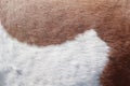 Background texture of the skin and wool of a pig, horse, cow Royalty Free Stock Photo