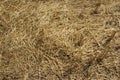 Background texture. Straw on a sloping field in spring