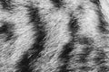 Background texture striped cat fur, wool close up Royalty Free Stock Photo