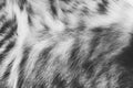 Background texture striped cat fur, wool close up Royalty Free Stock Photo