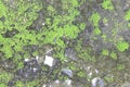 Background texture: the surface of old concrete slab covered with moss or algae Royalty Free Stock Photo
