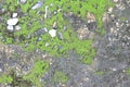 Background texture: the surface of old concrete slab covered with moss or algae Royalty Free Stock Photo