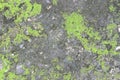 Background texture: the surface of old concrete slab covered with moss or algae Royalty Free Stock Photo