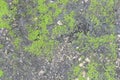 Background texture: the surface of old concrete slab covered with moss or algae Royalty Free Stock Photo
